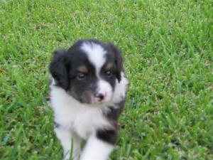 MiniatureAustralianShepherdPuppiesforSale